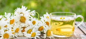 Chamomile: The tiny flower with a timeless story